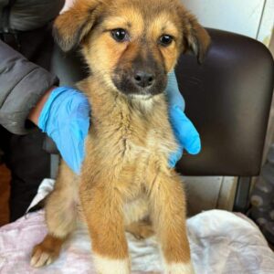 PIJA - ausgereist zur Tierhilfe Lebenswert