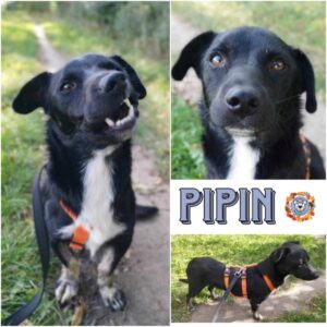 Pipin in 18311 Ribnitz Damgarten - vermittelt