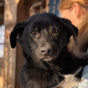 POLLY (♀) - ausgereist zu Tiere in Not Odenwald e.V. (PM)