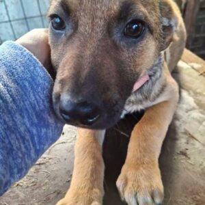 STUBS (♂) - ausgereist zum TST Rösrath