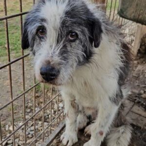 STRUBBEL (♂) - ausgereist zu Kathleen Müller (AL)