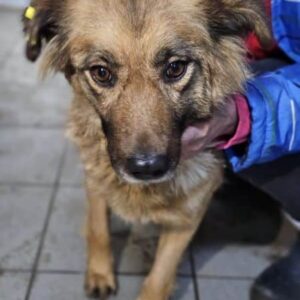 WITTA (♀) - ausgereist zu Vierbeiner in Not (AL)