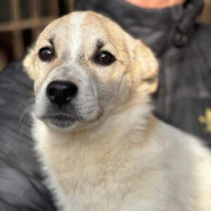 COSINUS (♂) - ausgereist zur Arche Noah Bidingen (AL)