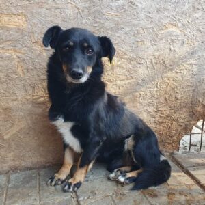 PEPPER - ausgereist zum TST Rösrath