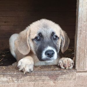 FERGUS - vermittelt NH