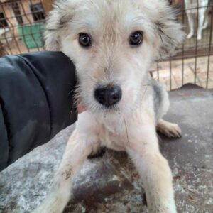 COLLO (♂) - ausgereist zu Vierbeiner in Not (AL)