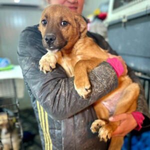 KLÄUSCHEN (♂) - ausgereist zum TH Filderstadt (AL)