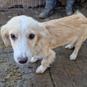 MIRO - ausgereist zum TST Rösrath