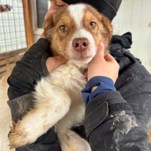 HUBSI (♂) - ausgereist zum TST