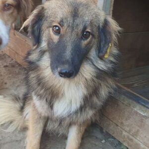 TEO - ausgereist zum TST Rösrath