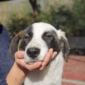 GARÓN - sollte zeitnah ausreisen - ausgereist zum TST Rösrath