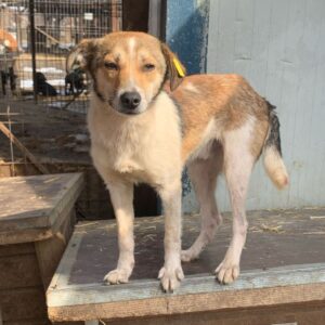 JUPPI (♂) - ausgereist zum TST Rösrath (AL)