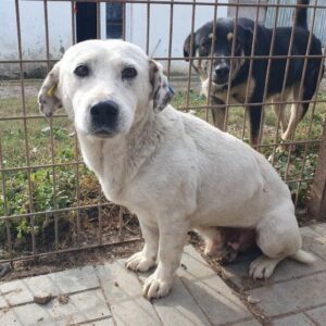 CONRAD - auf PDR PS im PLZ Bezirk 45 - vermittelt