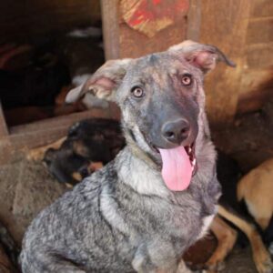 CALITO - vermittelt NadineH