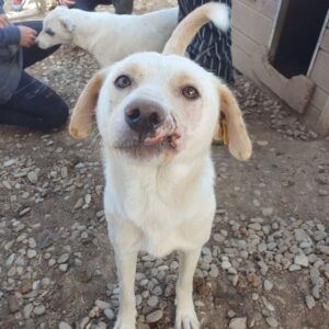 SMILEY (♂) - vermittelt Betty