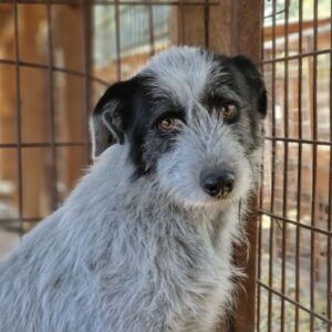 AYO - vermittelt NadineH