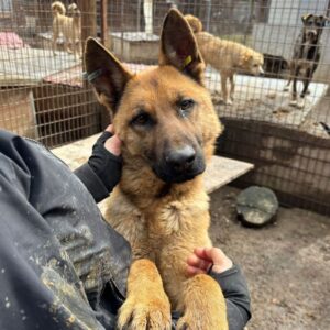 FREEDOM (♂) - seel. Notfall - ausgereist zu Vierbeiner in Not