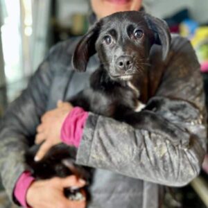 TRUSTY (♂) - ausgereist zum TH Filderstadt (AL)