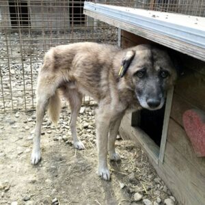 CARLSON (♂) - RBB 12/24