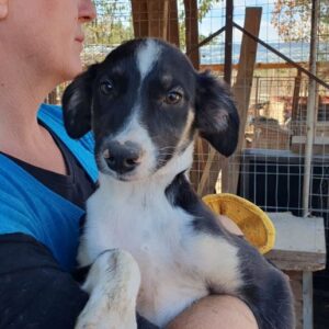 MALTE - ausgereist zum TST Rösrath