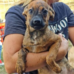 RHAYA - auf PDR PS im PLZ Bezirk 21 - vermittelt