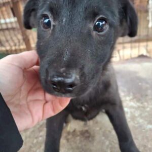 PICCOLO (♂) - ausgereist zu Vierbeiner in Not (AL)