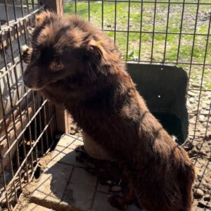 BELAY (♂) - vermisst 11/24