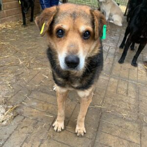 JANOUSCH (♂) - ausgereist zum TST Rösrath (AL)