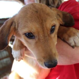 FILOU - ausgereist zum TST Rösrath