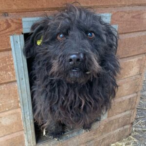 SISU (♂) - ausgereist zum TST Rösrath (AL)