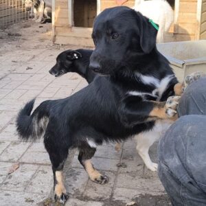 FOSSI (♂)- auf PS im PLZ Bereich 55 (NU) - vermittelt