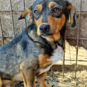 BIJAN - ausgereist zum TST Rösrath