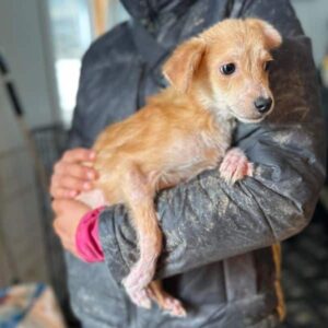 FINTI (♂) - reserviert (clinic --> TINO) PM 23.04.