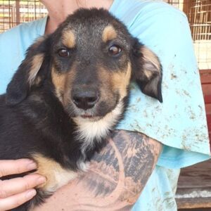 CARLSON - ausgereist zum TH Filderstadt