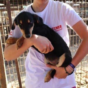 KIMI - ausgereist zu PVA