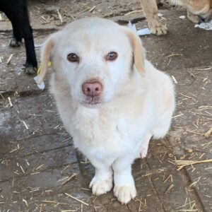 KRÓL (♂) - auf PS im PLZ Bereich 63 (NE)