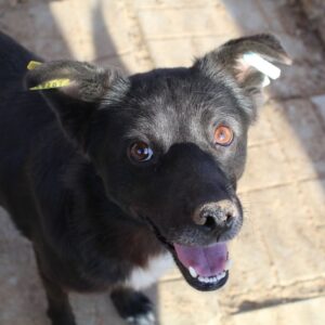 PETZI - vermittelt Betty