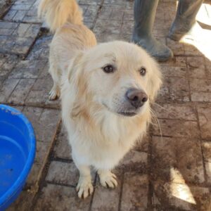 MAYLOR - ausgereist zum TST Rösrath