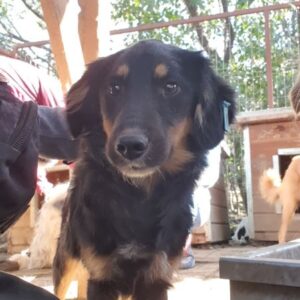 SENGA - ausgereist zum TST Rösrath