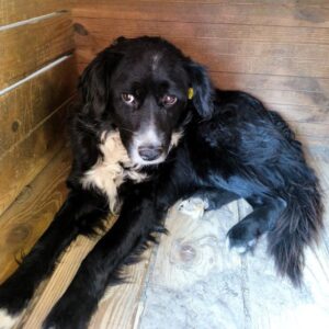 IGOR (♂) - auf PS im PLZ Bereich 65 *ausgereist*