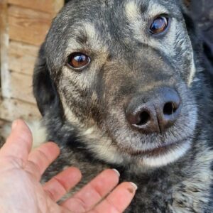 RANGO - seit 2019 im Shelter - ausgereist zu Tiere brauchen Freunde
