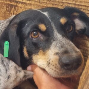 RIKKA (♀) - ausgereist zu Vergessene Pfoten Stuttgart (AL)