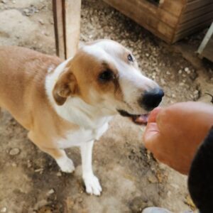 RIKO (♂) - vermittelt MH