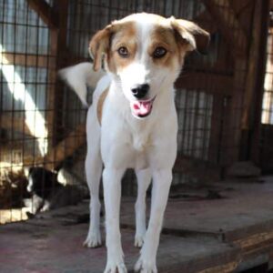 BRIGID - vermittelt MD