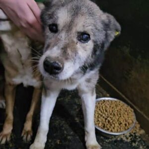 OTHELLO (♂) - vermittelt LS