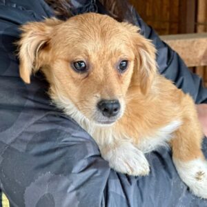 LUMI (♀) - ausgereist zu Tiere in Not Odenewald e.V. (PM)