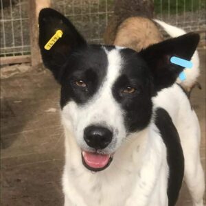 DIWALI (♀) - seit mind. 2022 im Shelter