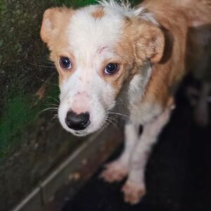 KIRI (♀) - ausgereist zu Vierbeiner in Not (AL)