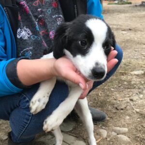 SANTOSCH - Mobbingopfer im Shelter - jetzt auf PDR PS im PLZ Bezirk 73 - vermittelt