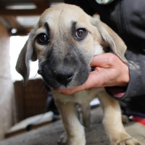 CEDRIC (♂) – vermisst 11/24